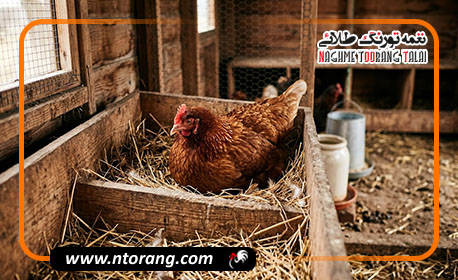چرا مرغ تخم نمی‌گذارد؟ 9 دلیل کاهش تخمگذاری مرغ + روشهای افزایش تولید تخم